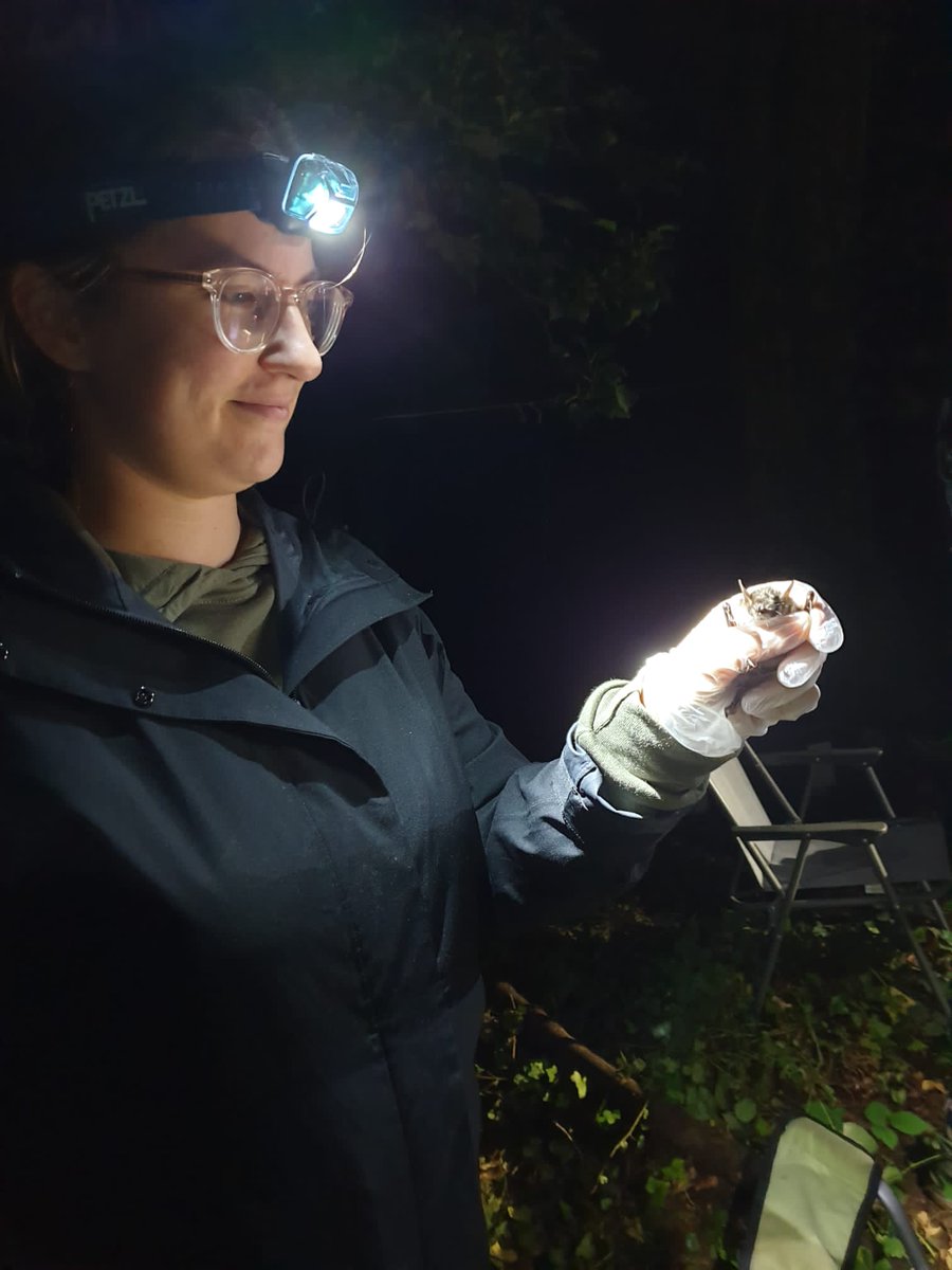 MartaFalzon's tweet photo. Last weekend I attended the bat catching course in South Limburg. The course teaches a standardised and ethical way to research and catch bats. Despite the bad weather, we managed to go through with fieldwork and it was a great success 🙌 #batresearch  #vleermuizenvangkamp2022 https://t.co/7u28hYjmT9