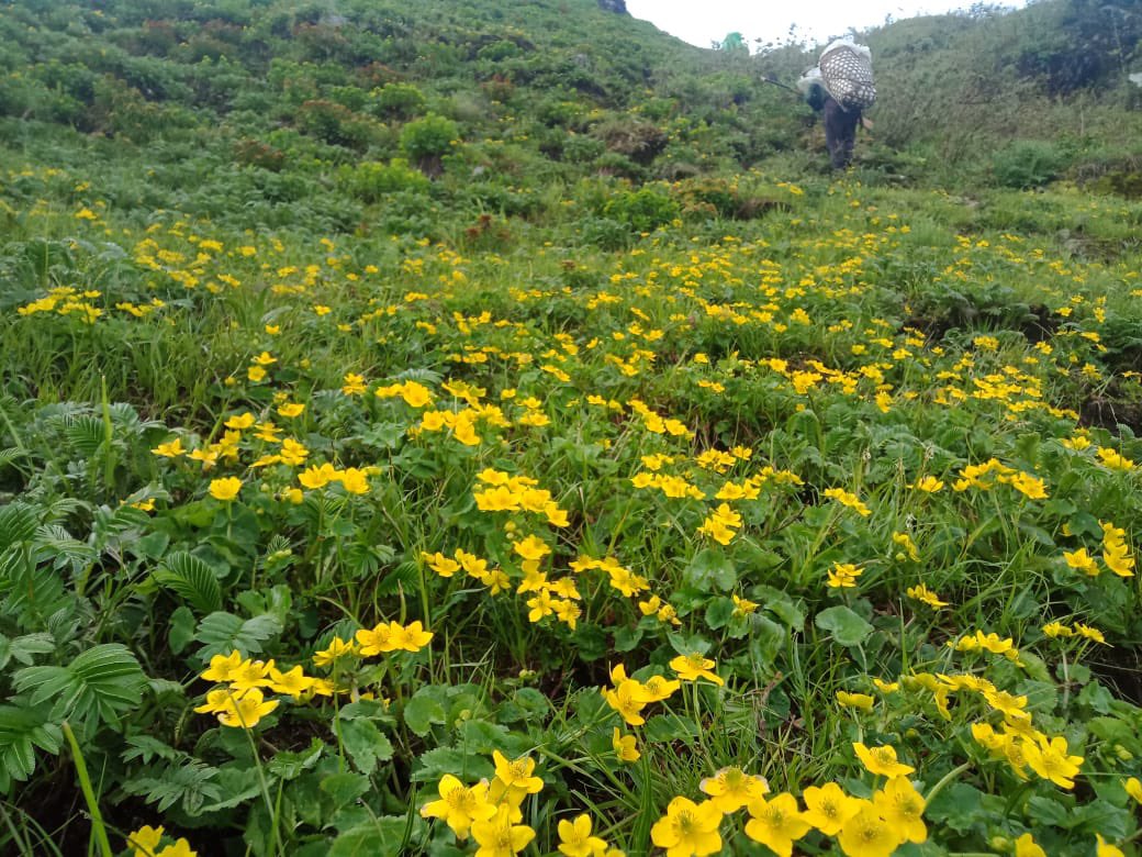 SunnySinghIAS's tweet photo. “Wait is over”                               “5 PASSES TREK” of Vijaynagar, set to open for tourists.

- Mugafi (3903 m)
-Gphuka (3111 m)
-Chaukan (2419 m)
-Hukawng (2110 m)
-Siddi. (1320 m)

Glimpse of Mugafi
@PemaKhanduBJP @KamlungMosang @SonamChombay @BrigMishra @ArunachalDIPR https://t.co/HYPigaGwW6