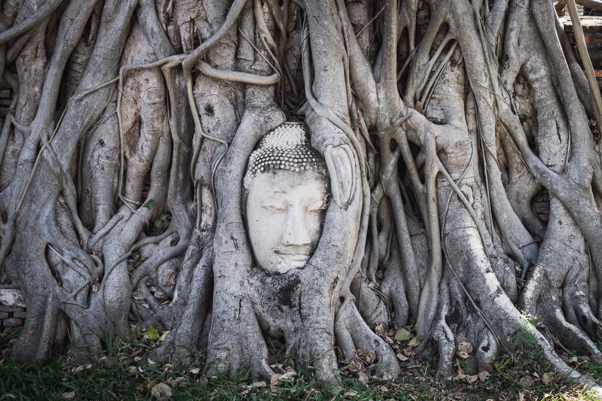 RandomAsia's tweet photo. A must see place in the heart of Ayutthaya. It's amazing 🚗🌳🌲💖✨🚘 One day trip only 399 Baht

More details: https://t.co/UVz0y2e2Kh

#randomtravelasia #thailand #Ayutthaya #WatMahathat #tample https://t.co/7P1cyVZn9g