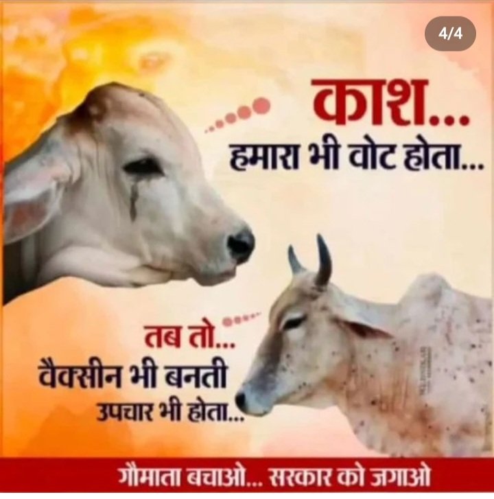 tomar_mpsingh's tweet photo. "अगले जनम मोहे चीता ही कीजौ"
ये पुकार है उस गौ माता की जो आज ग्रसित है भयानक वायरस #_humpyvirus से ,लेकिन देश की गोदी मीडिया को "चीता चिंतन" से फुरसत कहां ।
कहीं ऐसा तो नहीं कि चीता चिंतन की आड़ में गौ माता की पीड़ा को दबाया जा रहा है...
#_Justice for गौमाता https://t.co/wkq34nPYT3