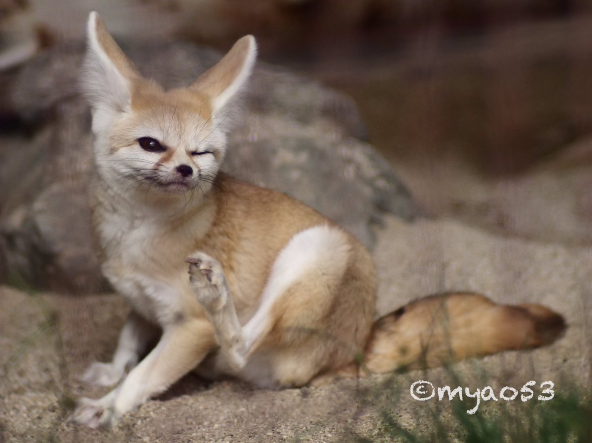 myao53's tweet photo. #fenecfox #フェネック
#higashiyamazooandbotanicalgardens #東山動植物園 #キキ #オールドレンズ
#イヌ科最小動物
悩殺キキちゃん😉 https://t.co/48iMRzb13y