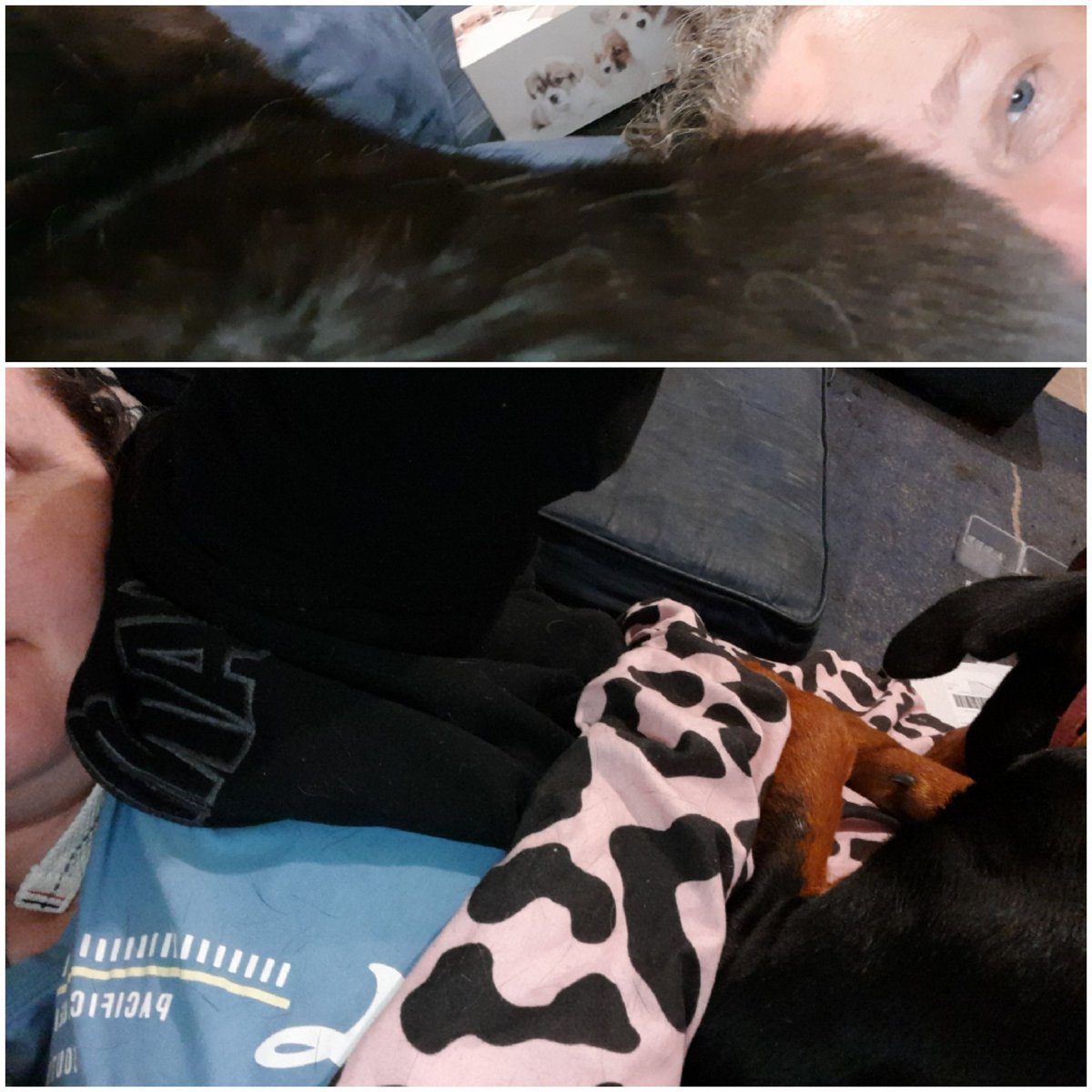 T_Asteroid's tweet photo. Cat on head, dog on lap. Must be raining. #DogsOnTwitter #CatsOnTwitter https://t.co/2Tt0yfDyuQ