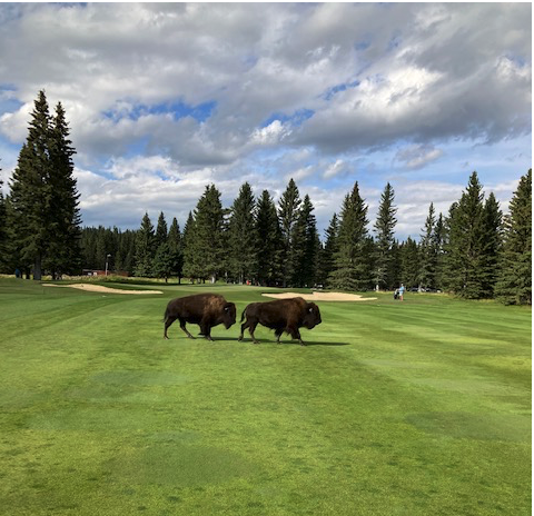 everydaytourist's tweet photo. We let this twosome play through today at Redwood Meadows Golf & Country Club. Never seen this before. @TourismCalgary @LiveWire_DK @CGYRealtor @joshyyc @PGATOUR @GolfChannel #RedwoodMeadows #Alberta #bison #golf https://t.co/0avEDd4Ktt