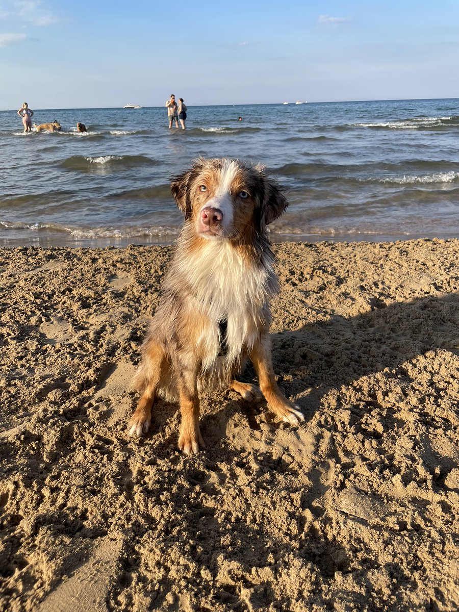 Went to the beach today and sniffed so many other dogs!