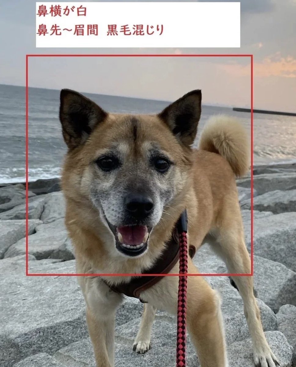 タグ 野良犬 の注目ツイート メガとんトラック タグ 野良犬 の注目ツイート メガとんトラック