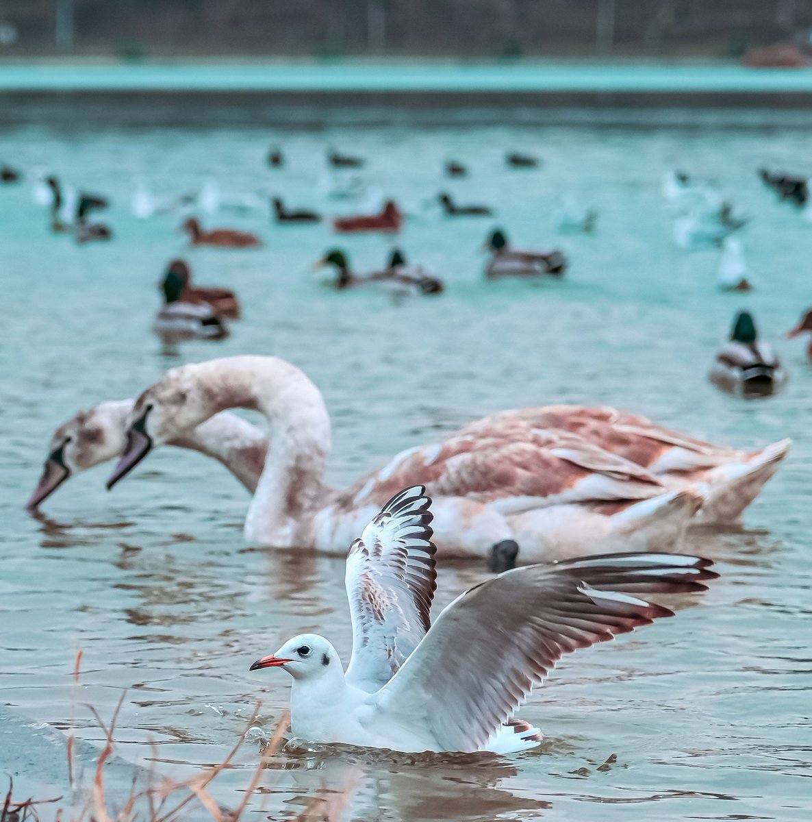 nonuzworld's tweet photo. #pic #picsart #photoedit #nonuzedits #edits #editing #lightroom #lightroomedits #lightroomtutorials #lightroommobile #lightroompresets #snapseed #snapseededit #explore #explorepic #explorepage #exploremore #exploreworld . @Lightroom https://t.co/BlkF5UC6pu