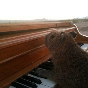 CapybaraCountry's tweet photo. They’re in a band https://t.co/4JcQvTMZ6n