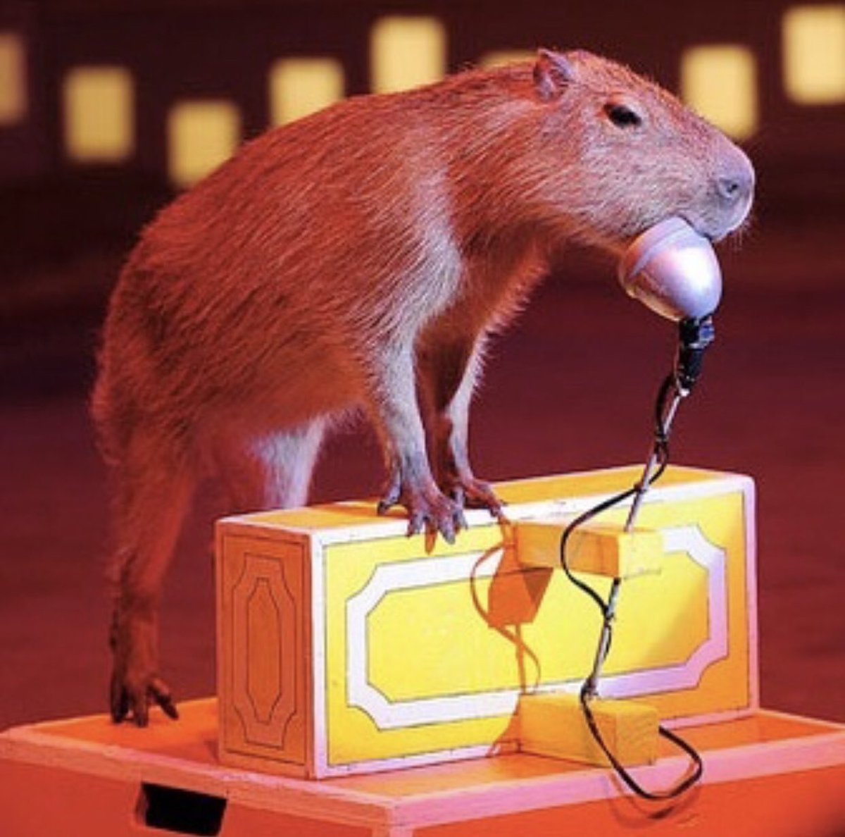 CapybaraCountry's tweet photo. They’re in a band https://t.co/4JcQvTMZ6n