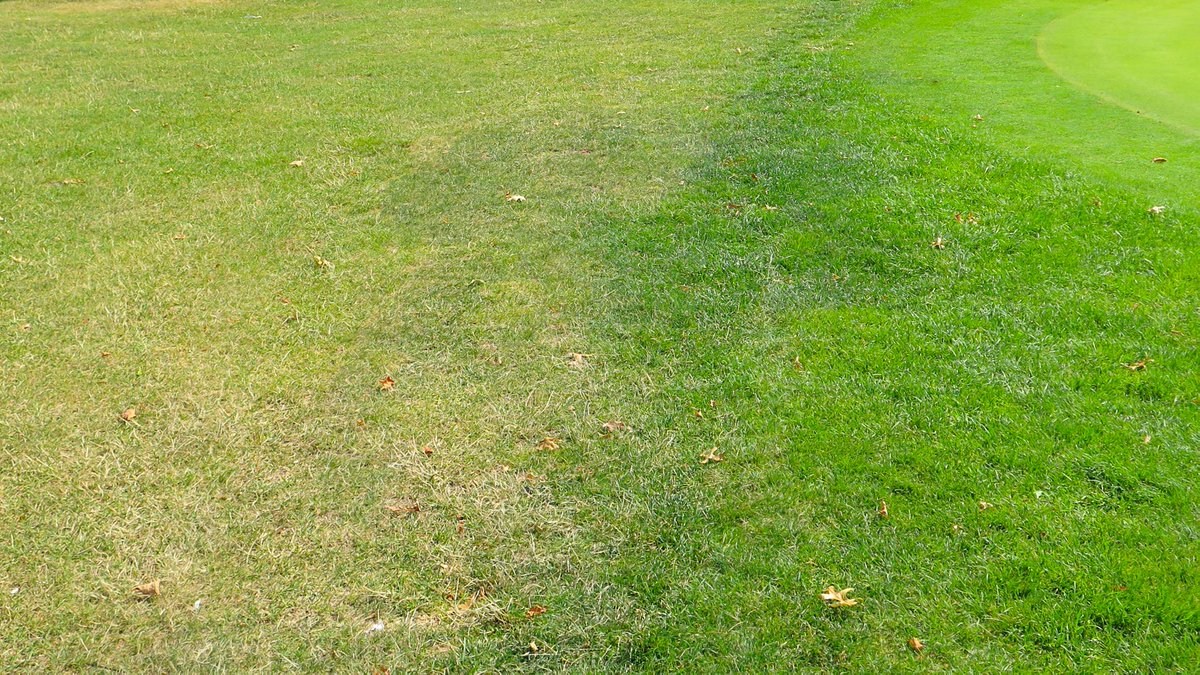 USGAGrnSection's tweet photo. It can be surprising how far roots extend beyond a tree’s canopy. Dry conditions highlight the impact roots have on turf and present an opportunity to identify and address issues 👉https://t.co/jZj702qXZT https://t.co/VadAStND6H
