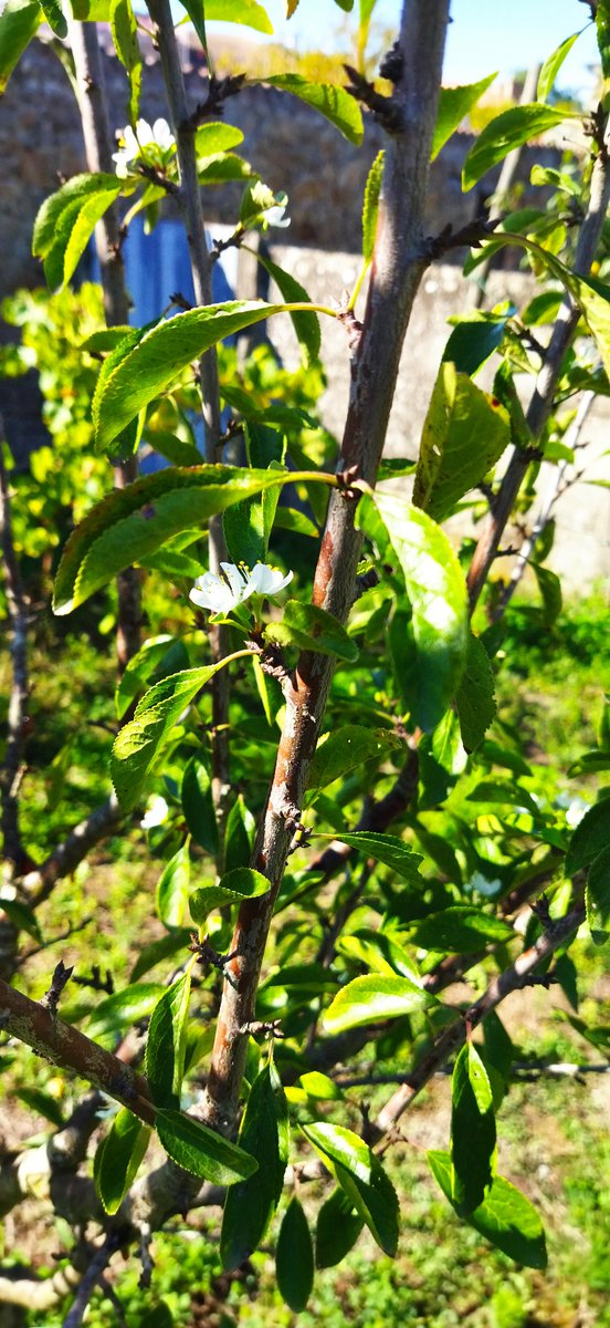 GasJeremie's tweet photo. Aleeerte, mirabelle en fleur en septembre ! 
La nature est folle ... et belle. https://t.co/uwJuRxBaNr