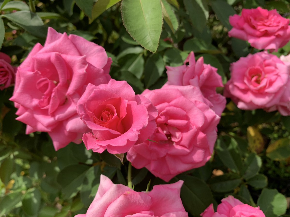 sinsinsin577's tweet photo. 🌹バラ🌹

このアカウントのスタートは
私の写真集でした

ある方から毎日届いた🌹バラの写真をこのアカウントに記録するだけでフォローもフォロワーさんも0人でした

嬉しいことにフォロワーさんも出来ました
今は自分で撮った🌹お花をTweetしてます
ただ本垢が忙しいためこじんまりと進めたいです🙇‍♀️ https://t.co/vd3ih0hqSc