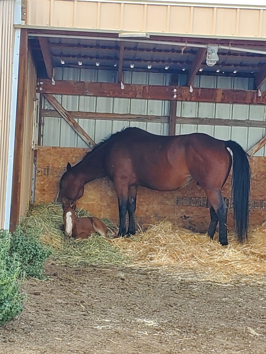MeredithKnowlto's tweet photo. What a day.. first baby on the ground and clean bill of health from the vet! https://t.co/10kVMUpDnv