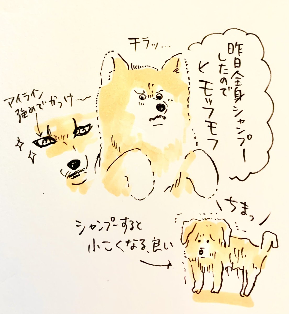 あざとい…めんこい…からの「圧」 