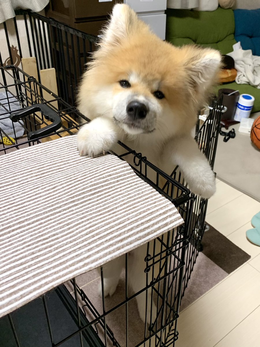 あざとい…めんこい…からの「圧」 