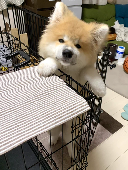あざとい…めんこい…からの「圧」 