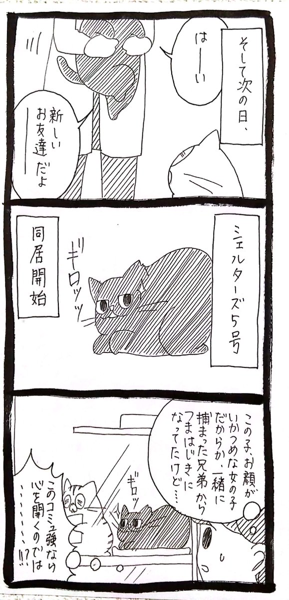 側溝猫奮闘記21 