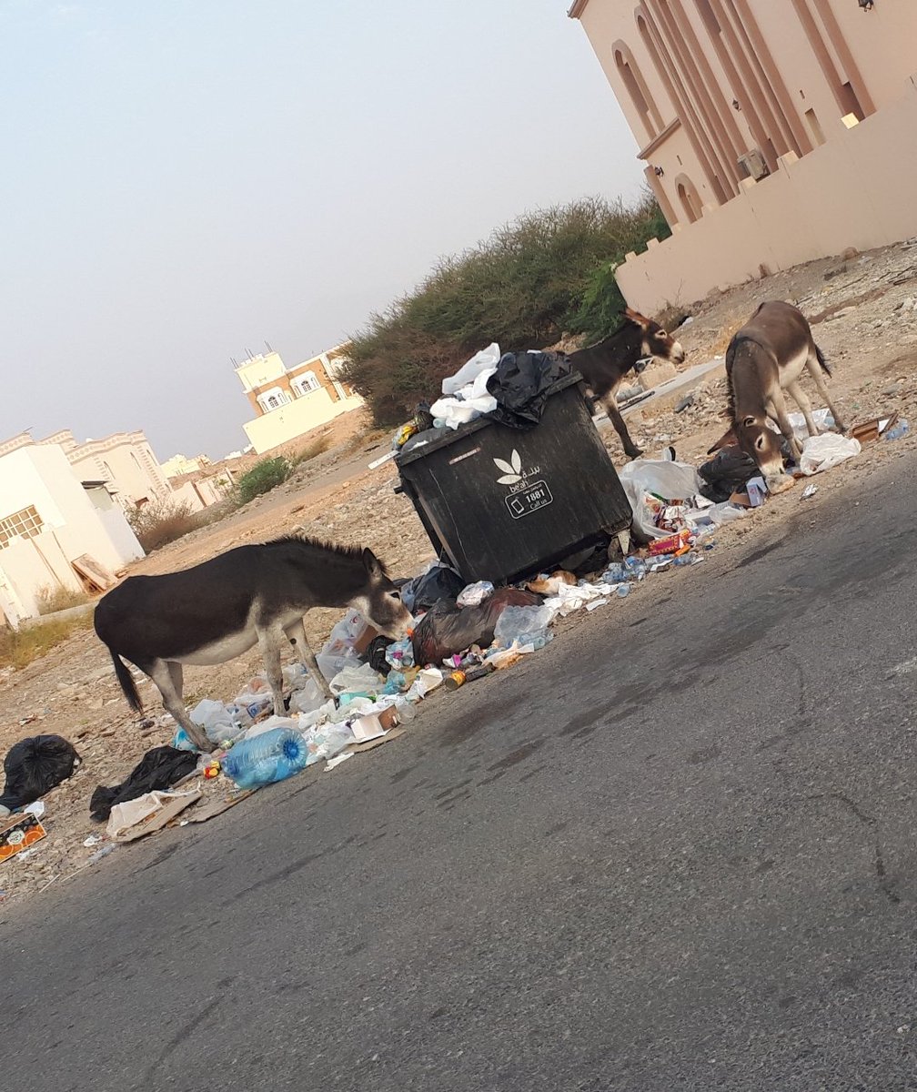 شركة بيئة هذا المنظر في ولاية العامرات اخذت الصورة بداية الصباح ولغاية الساعه ٩ صباح المنظر كما كان ؟