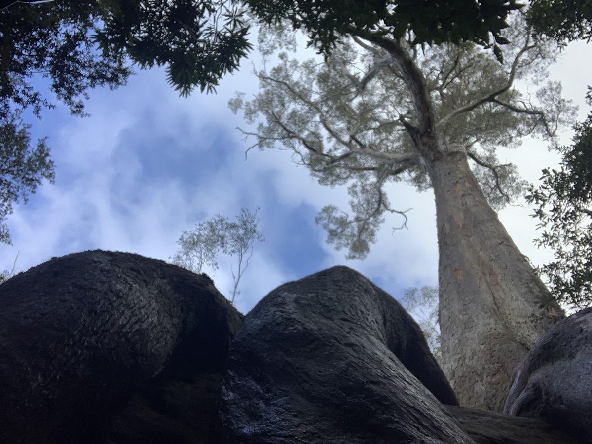 Sylviasocket's tweet photo. The Octopus Tree. #kunanyi #trees https://t.co/T6xGxPzEIq