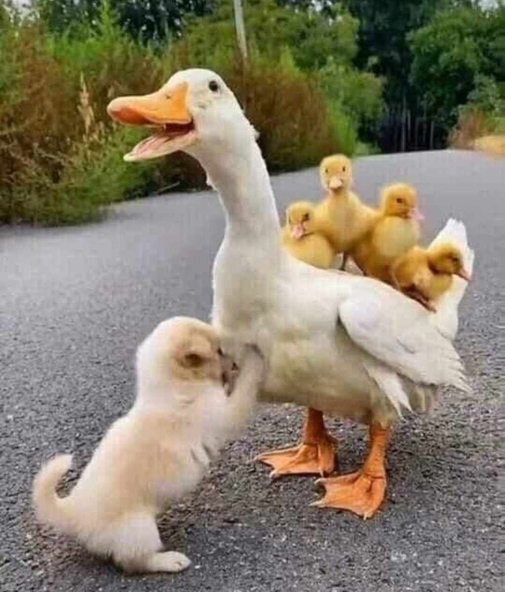 Aşkın yolu ince bir argüman değildir. Oradaki kapı yıkımdır. Kuşlar, özgürlüklerini gökyüzünde büyük daireler çizerler. Nasıl öğreniyorlar? Düşerler ve düşerler, onlara kanat verilir.

GÜNAYDIN 
#EmeklilikteYașaTakılanlar