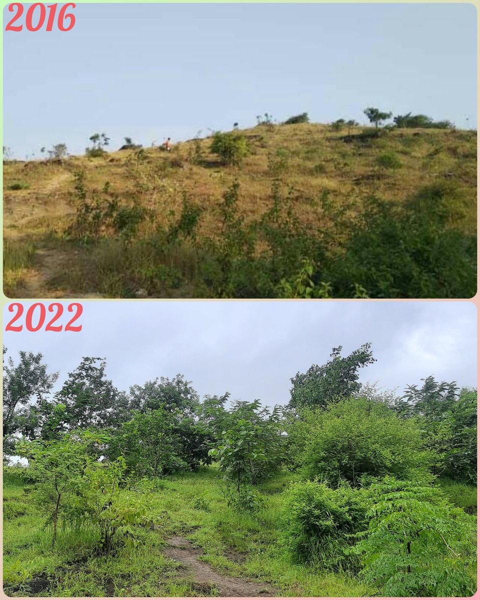 Got hills old pic from archives and today's pic taken from same Place. 

Still long way to go to restore entire hill at its previous state.Thanks to everyone.

#SaveSoil #Savenature #Plantatree #treesarelife #naturelovers #NatureBeauty #biodiversity #biodiversityclimatescience