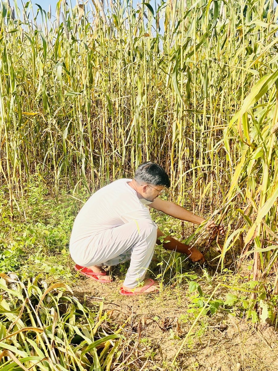 #गाँव
#किसानपुत्र

परिश्रम की मिशाल हैं, जिस पर कर्जो के निशान हैं।
घर चलाने में खुद को मिटा दिया, और कोई नही वह किसान हैं॥

आज गाँव में बाजरा की कटाई…..