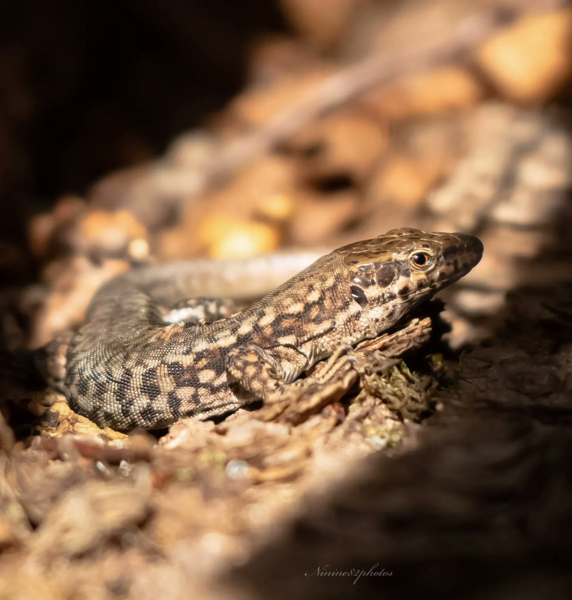 ninine82's tweet photo. Petit lézard profitant du soleil🦎☀️ Bon dimanche🍀😃 #photography #photo #nature #NaturePhotography #自然写真  #lizardphotography #lezard #トカゲ #macrophotography #faunedefrance https://t.co/icZFLq82rd