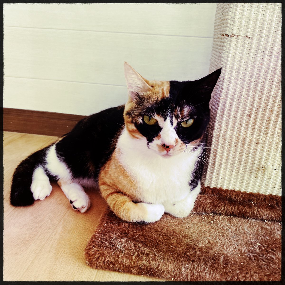 obi_wan_eclipse's tweet photo. #猫式 #cat #ShotoniPhone #Hipstamatic #Aatto #Rasputin https://t.co/p3JSZQm2R1