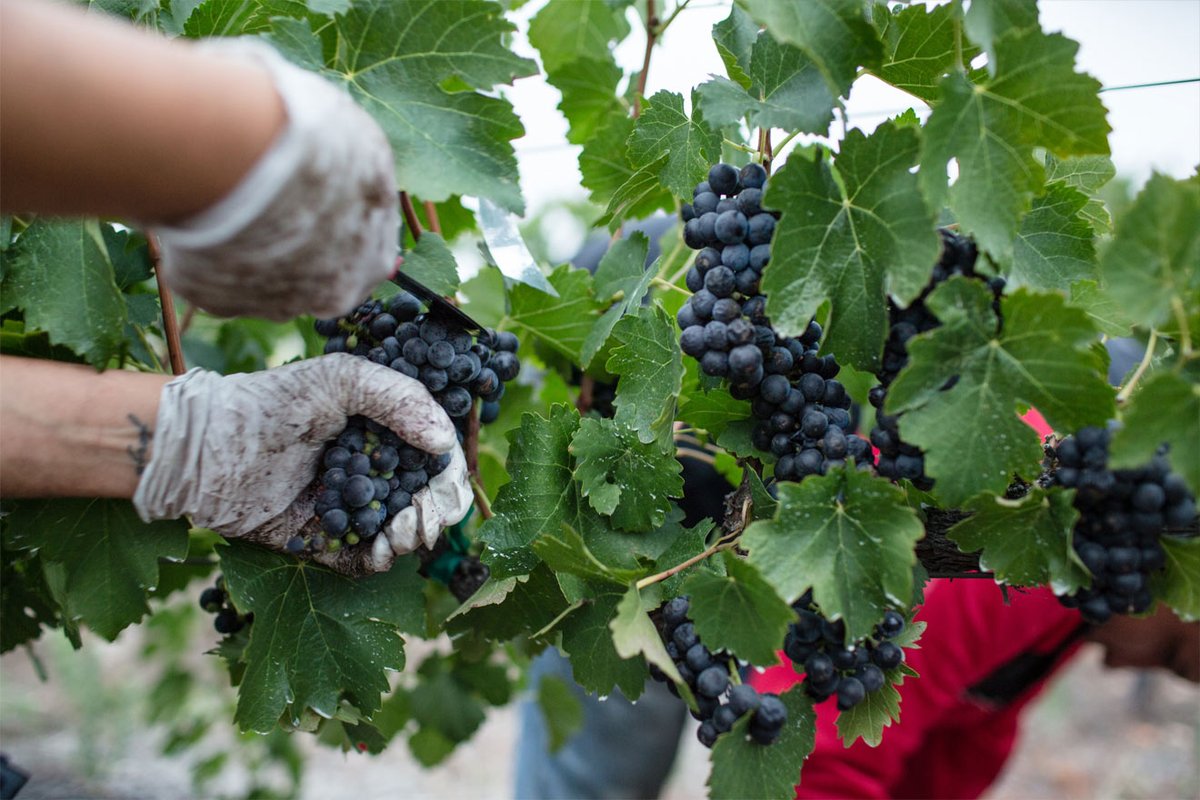 tortorr3's tweet photo. We finished harvesting &amp; crushing all our grapes! Lots of it this year! https://t.co/qT44m1sOyq