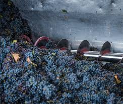 tortorr3's tweet photo. We finished harvesting &amp; crushing all our grapes! Lots of it this year! https://t.co/qT44m1sOyq