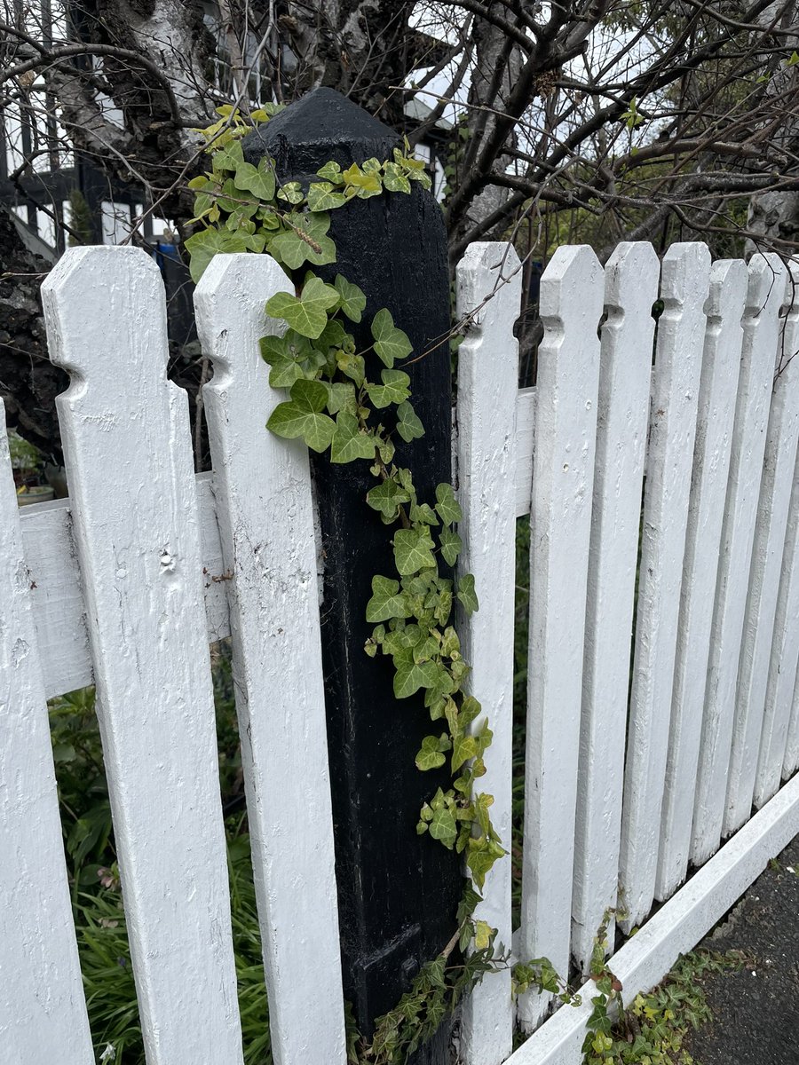 Kris_etc_'s tweet photo. Walk this morning and found another image for my mind to grind to powder for my feral fairies #amwriting #botanicalhorror https://t.co/s693Y0PrMY