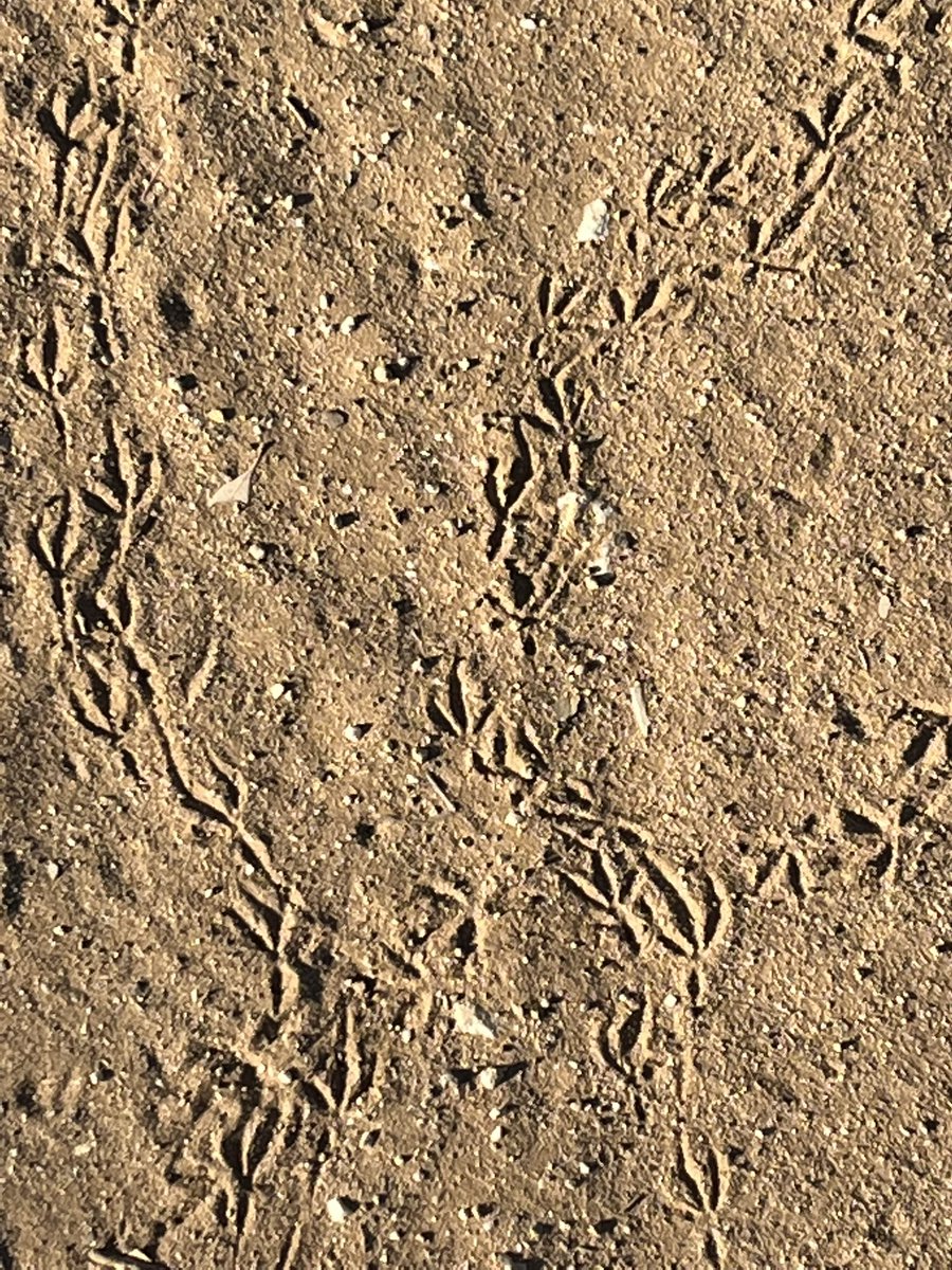 jackie_becher's tweet photo. Nature’s mark making. #Ibpyp #multimodalliteracies https://t.co/Wd8Up3N6zv