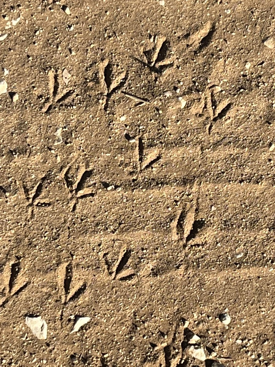 jackie_becher's tweet photo. Nature’s mark making. #Ibpyp #multimodalliteracies https://t.co/Wd8Up3N6zv