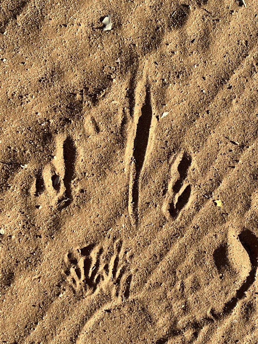 jackie_becher's tweet photo. Nature’s mark making. #Ibpyp #multimodalliteracies https://t.co/Wd8Up3N6zv