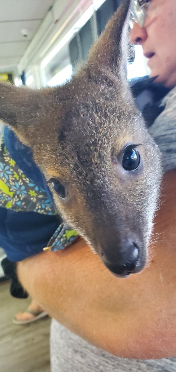 Morgan_Doodles's tweet photo. Remembering the time I got to pet a #wallaby #animalbaby https://t.co/85RDrQ3cJP