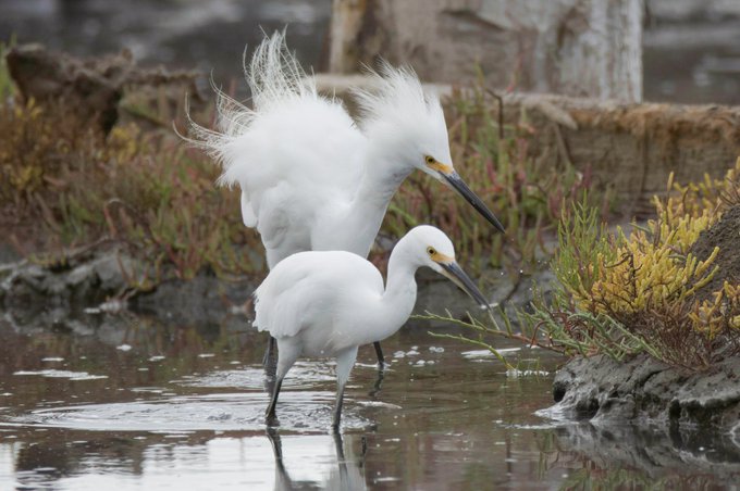Little Egret male and female