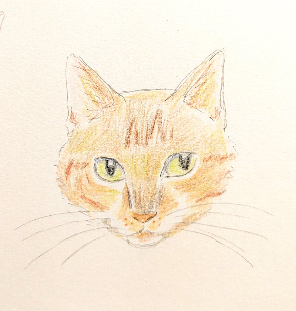 「色鉛筆もいいね～猫の顔難しい!#illustraion  #cat 」|佐久間薫🌞Kaoru Sakumaのイラスト
