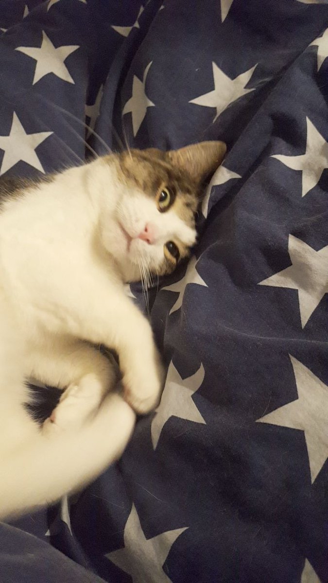 MCSR Cats tweet media