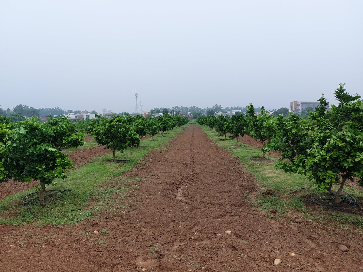 Patil_SN1112's tweet photo. Precision Farming! #JainAutomation + #JainDrip for Horticulture is the best solution for your Irrigation, Fertigation & weather station requirements. https://t.co/RIhSfCy2Hz