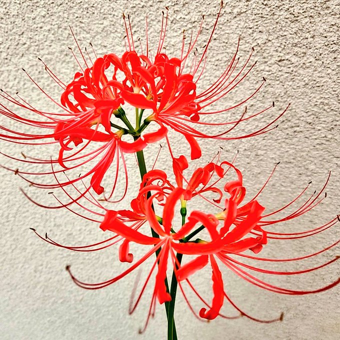 絵の資料として彼岸花の写真が欲しいんだけど撮らせてくれるとこないかな〜と思ってたら庭に大量に咲いてることにさっき気づいた 