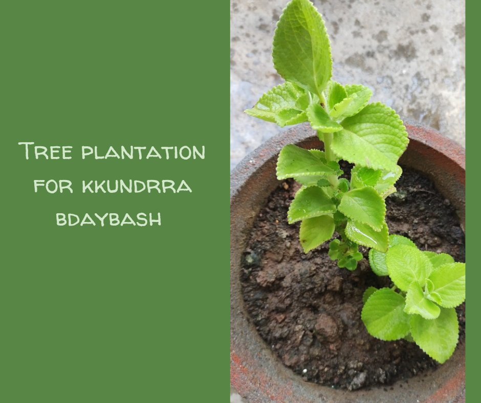 tree plantation of kkundrra bdaybash 
Named KING K

PLANT 4KKUNDRRA BDAY BASH 
#KaranKundrra 
#KKundrraSquad 
#KKundrraBdayBash