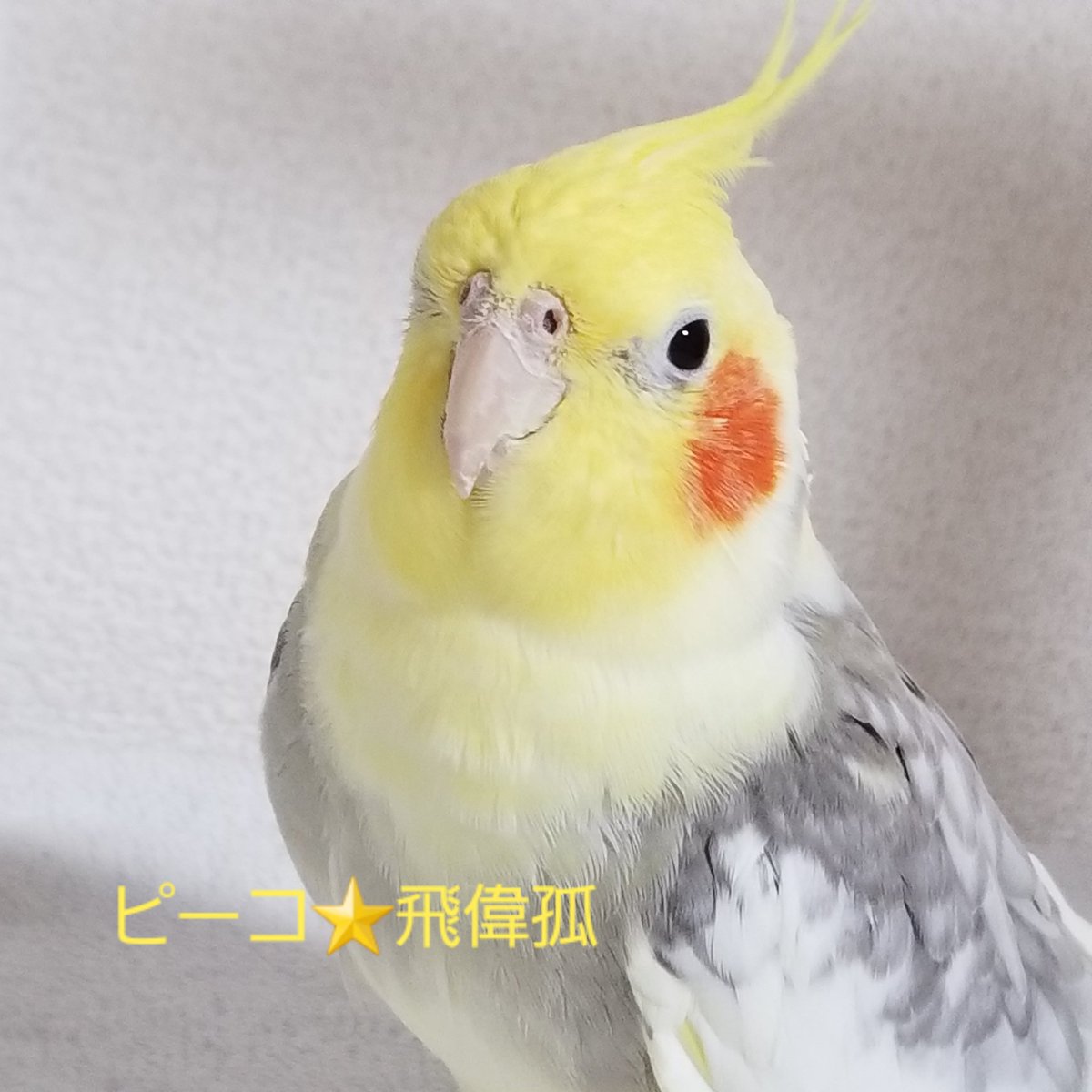 CAOLILA84890197's tweet photo. 先日、9月12日でピーコが保護されてから2年が経った。
誕生日がわからないからこの日が誕生日🎁🎂

カラスに襲われ、大怪我からの生還は奇跡🌟
皆さまどうかロストには十分注意してください😢

迷子になっている子、保護された子が
お家に帰れますように🛐

#StopLost https://t.co/fPZoCNC3Fp