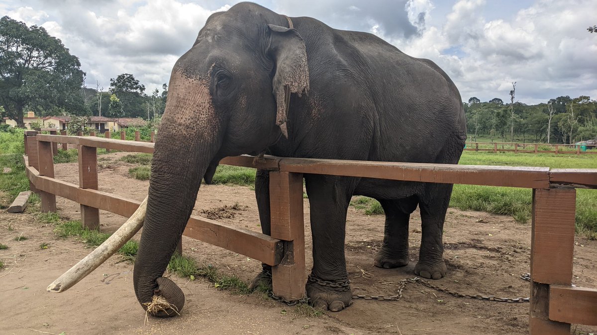 ganeshguru1996's tweet image. #shotonpixel
@Google @GoogleTravel @googlephotos #pixel4a 
Rare Elephant with Single Horn
at Dubare Elephant Camp, Karanataka
#karanataka
@KarnatakaWorld.