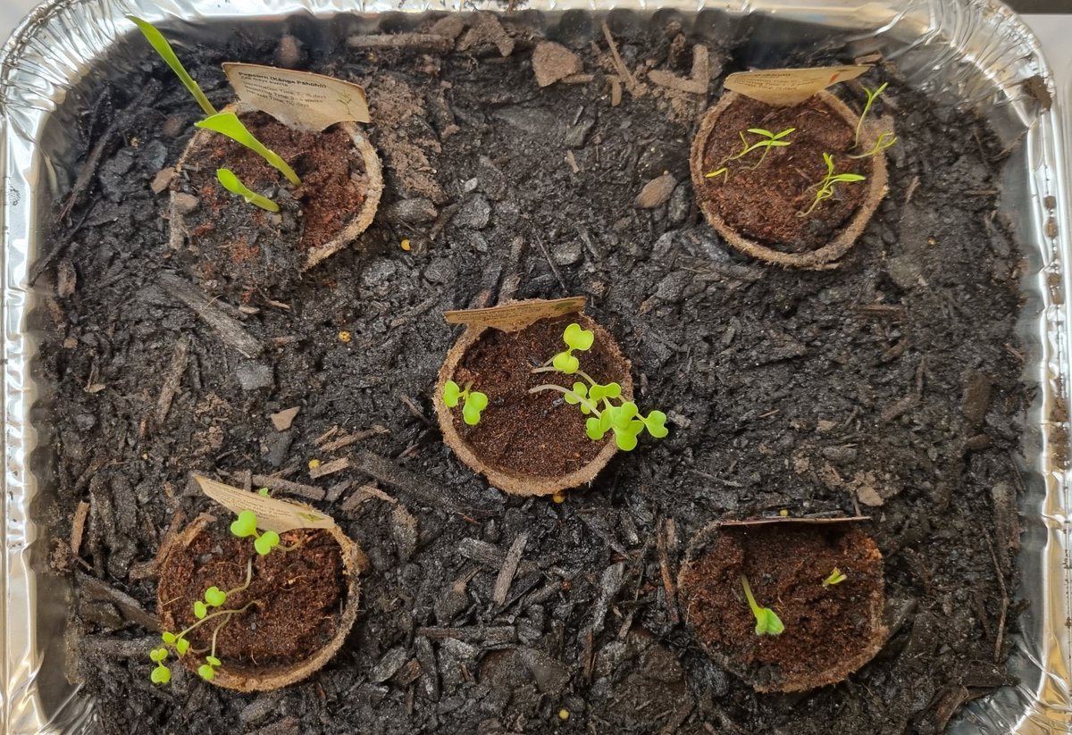 katzemccarthy's tweet photo. Yesterday I #repotted half of my #newworld #littlegarden into a temporay solution before I find a permanent option. #borage #carrot #rocket #popcorn #pakchoi #katmccarthy #katzemccarthy https://t.co/t8nbntXgvJ