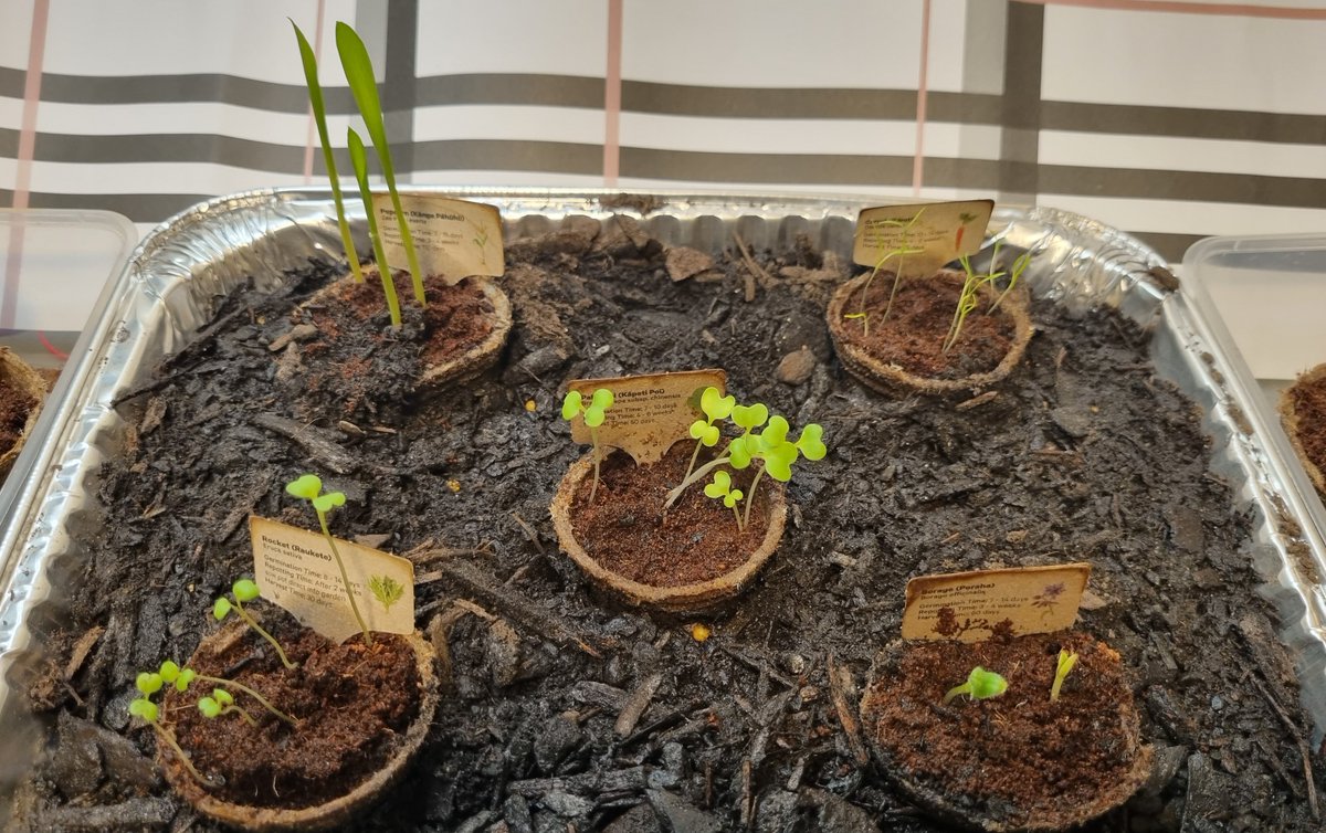 katzemccarthy's tweet photo. Yesterday I #repotted half of my #newworld #littlegarden into a temporay solution before I find a permanent option. #borage #carrot #rocket #popcorn #pakchoi #katmccarthy #katzemccarthy https://t.co/t8nbntXgvJ
