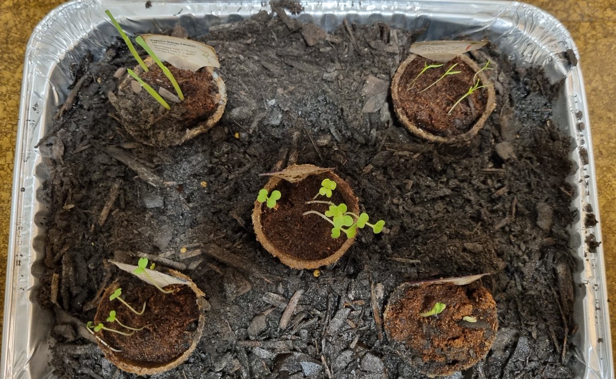 katzemccarthy's tweet photo. Yesterday I #repotted half of my #newworld #littlegarden into a temporay solution before I find a permanent option. #borage #carrot #rocket #popcorn #pakchoi #katmccarthy #katzemccarthy https://t.co/t8nbntXgvJ