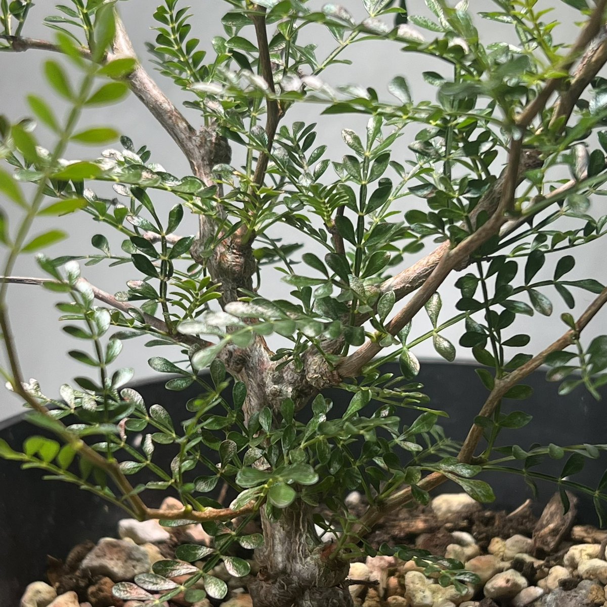 monkey_plants's tweet photo. パキプス実生
ええねん
#monkeyplants
#オペルクリカリア
#パキプス
#コーデックス
#気になった方はDMください https://t.co/nPNLpcaQS6