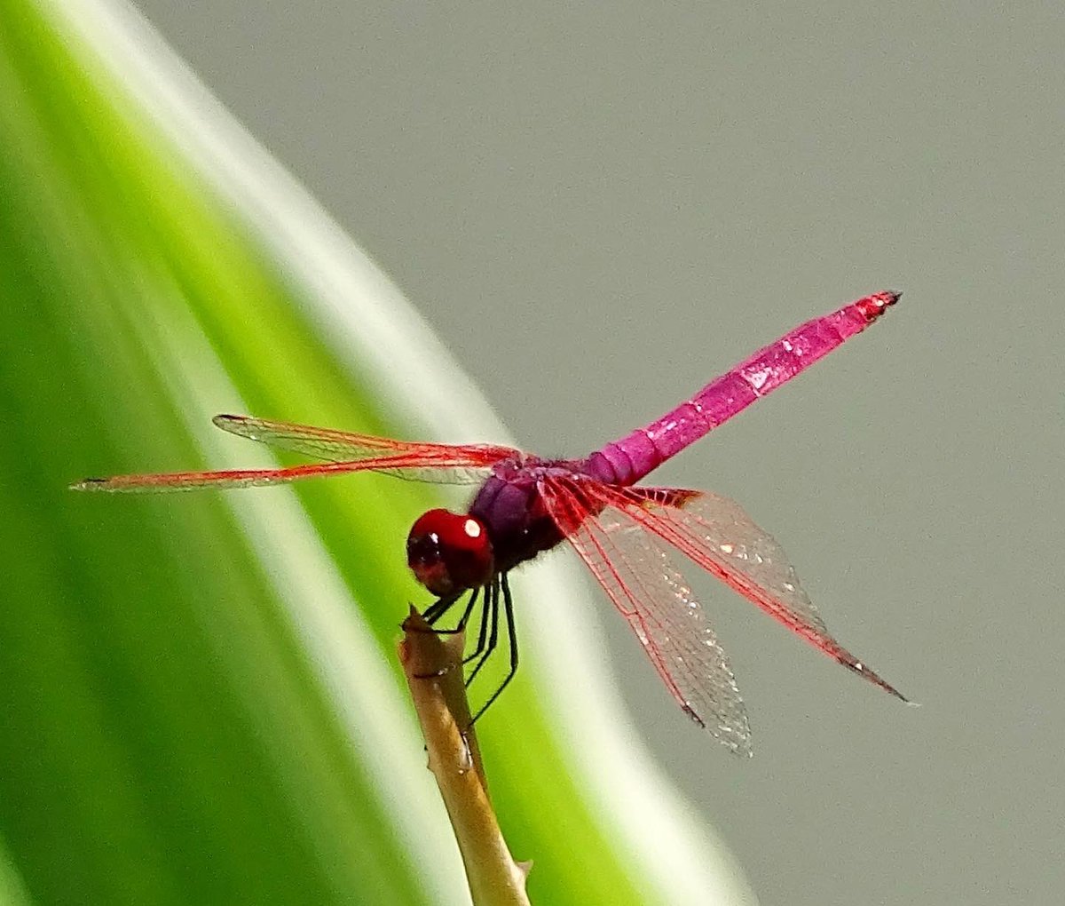Dragonfly chilling in our garden 
#Dragonfly