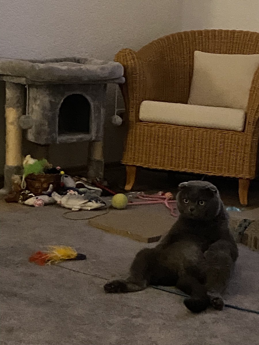 good morning, does anyone want to play with me? #CatsofTwittter #Caturday #cats #scottishfold