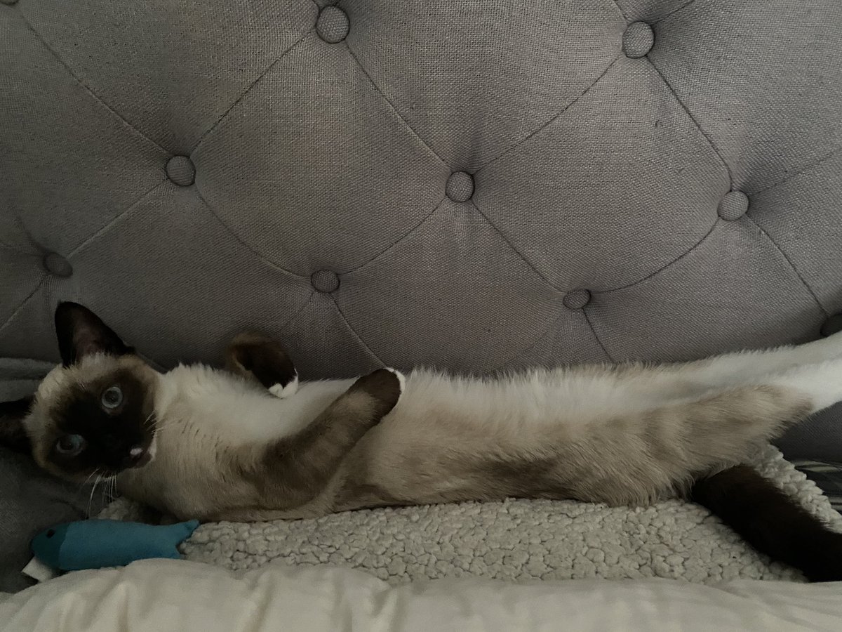ooohvienna's tweet photo. @biggestcatluv3r He might just be the longest cat in all the land https://t.co/VwZ54z0aJ9