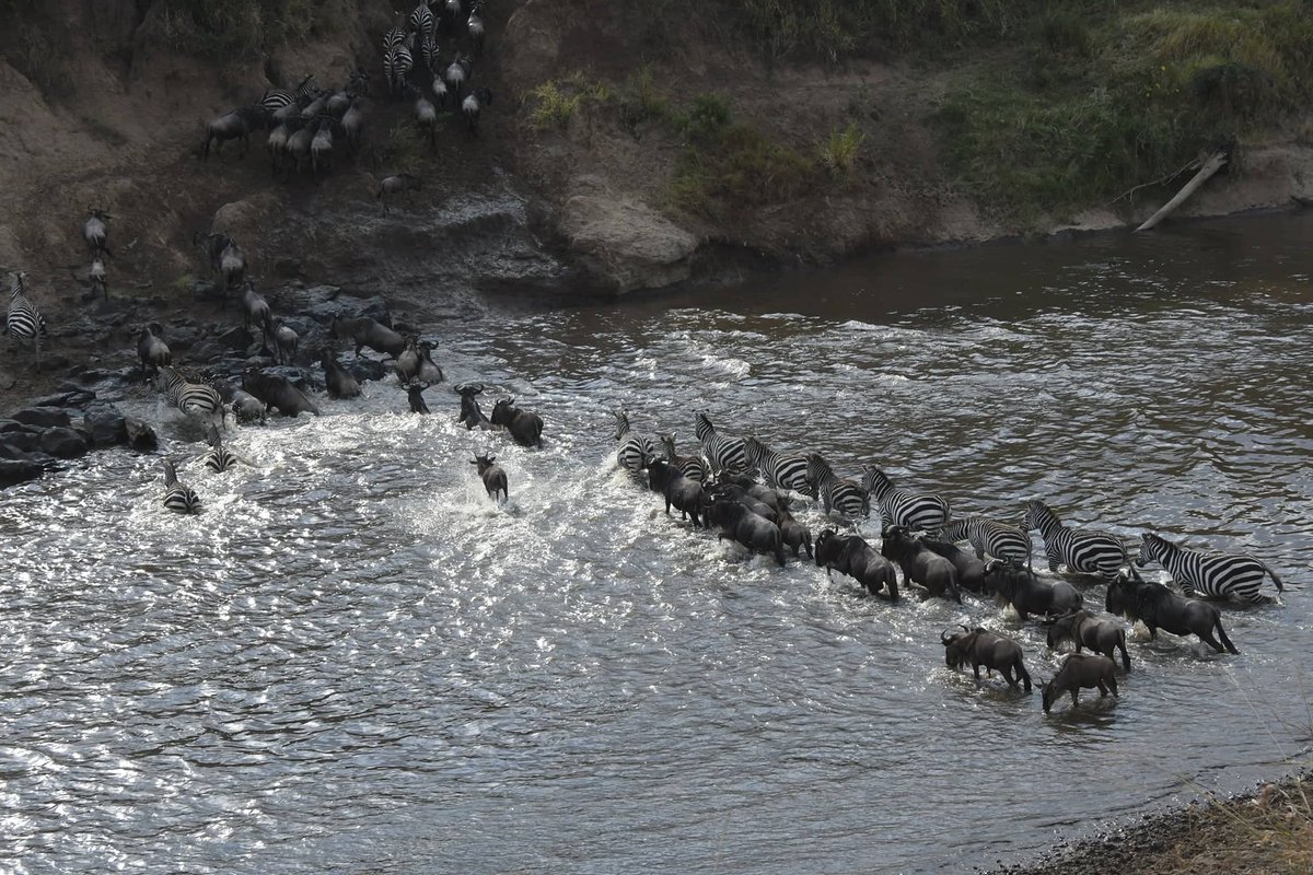 BeshAdventures's tweet photo. the ongoing wildebeest migration in Mara river today.
https://t.co/k7PEoS4a0m
 #kenyasafaris #wildebeestmigration #duale #carolradull. https://t.co/I6QzjDOL8R